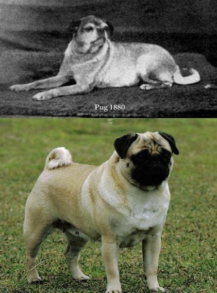 original pugs before breeding.